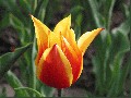 Tulip Festival Ottawa, Canada Stock Photographs