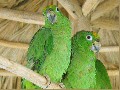 Companion Parrots, Canada Stock Photographs